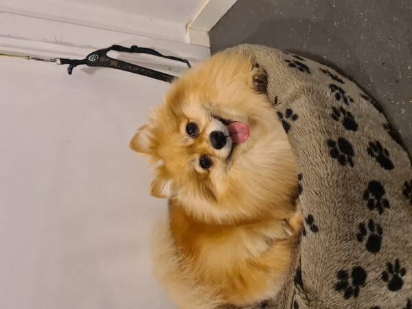 Hund - Pommeranian Milo