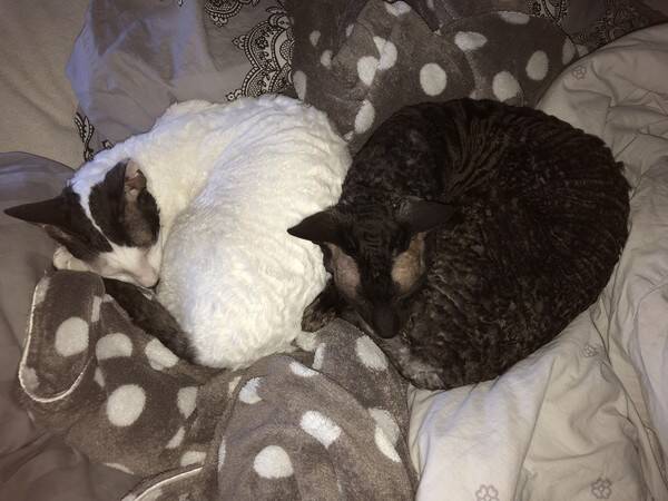 Katt - Cornish Rex Jack och Harry