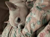 Chihuahua  Chihuahua