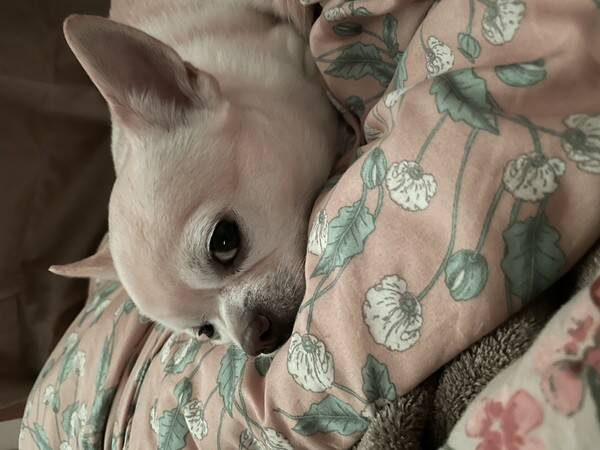Hund - Chihuahua 