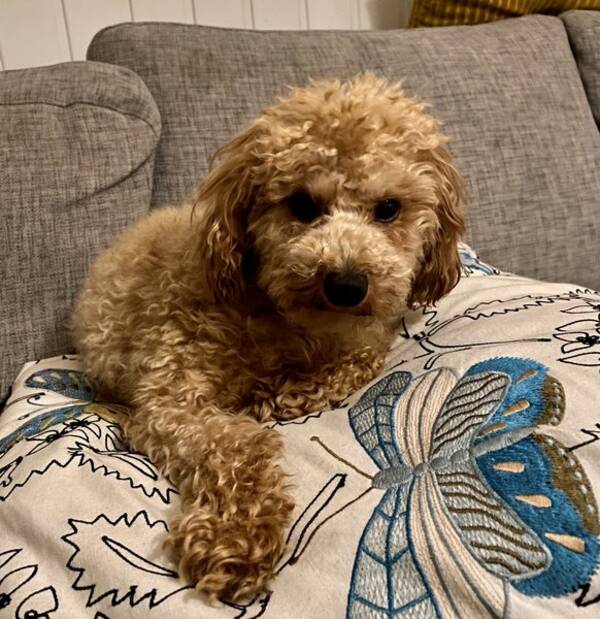 Hund - Teddy  Hund - Teddy