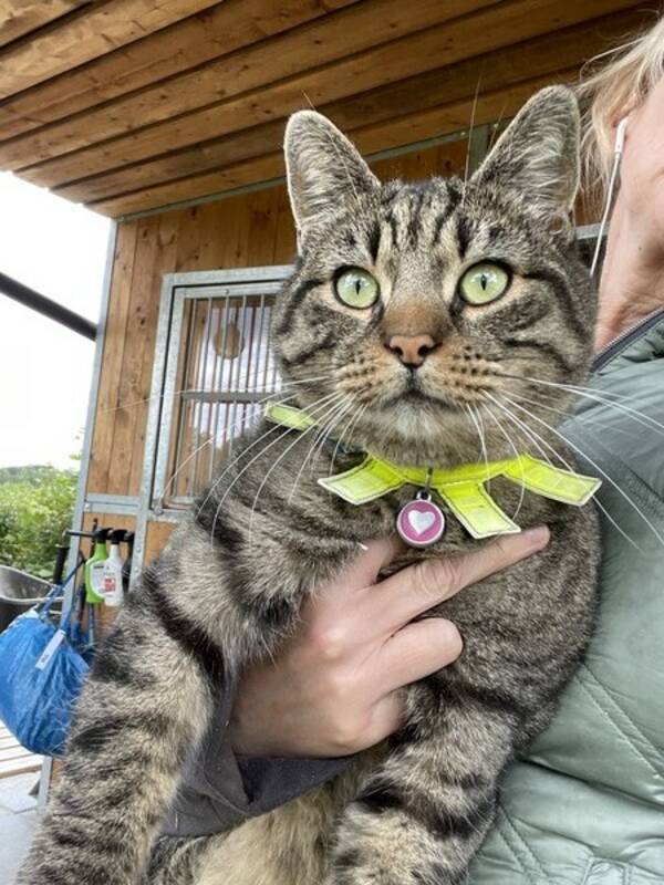 Katt - Dante,huskatt Katt - Dante,huskatt