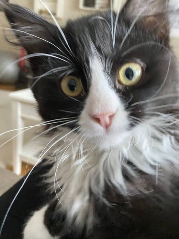 Katt - Barbro Jansson