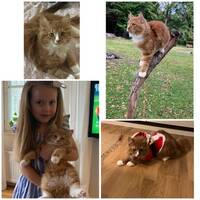 Katten Frans  Katten Frans