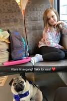 Mops Ludvik Mops Ludvik