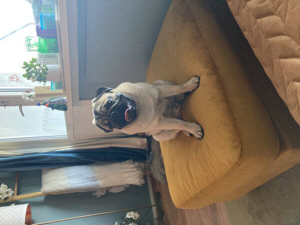 Hund - Mops Ludvik