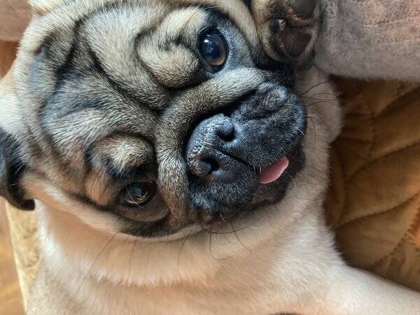 Hund - Mops Ludvik Hund - Mops Ludvik