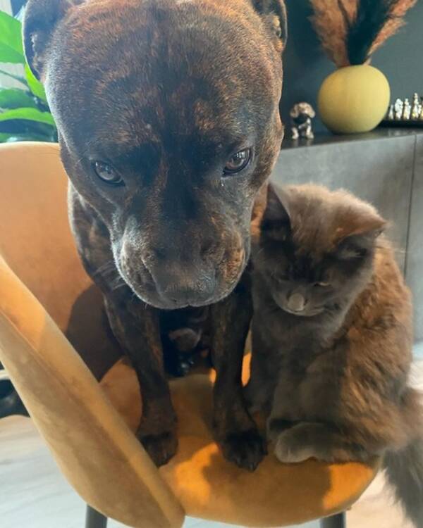 Hund - @basseandstorm