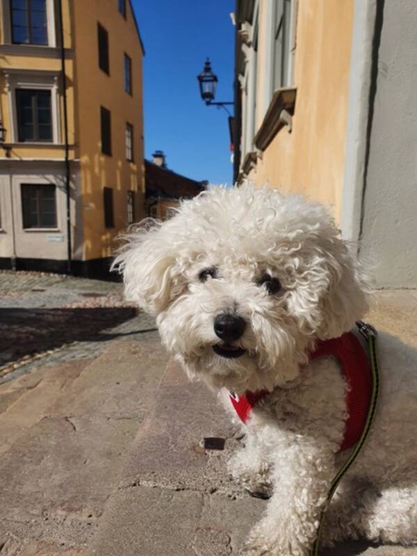 Hund - Bichon fris LO 5 r