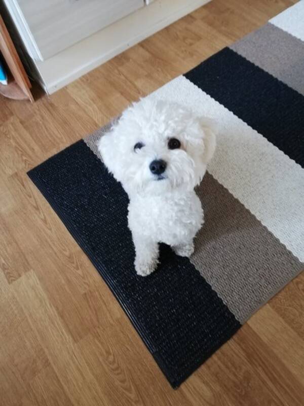 Hund - Bichon frisè LO 5 år Hund - Bichon frisè LO 5 år