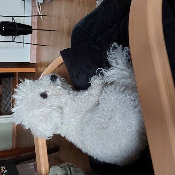 Hund - Bichon fris LO 5 r