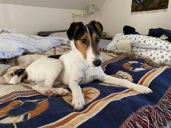 Hund - Slthrig foxterrier 
