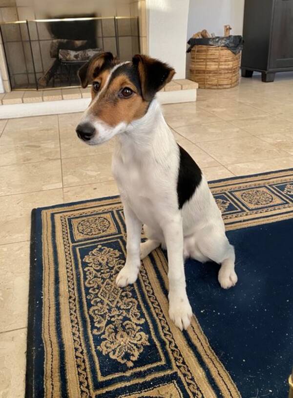 Hund - Slthrig foxterrier 