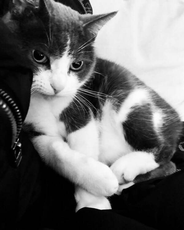 Katt