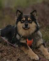 Daga en Finsk lapphund Daga en Finsk lapphund