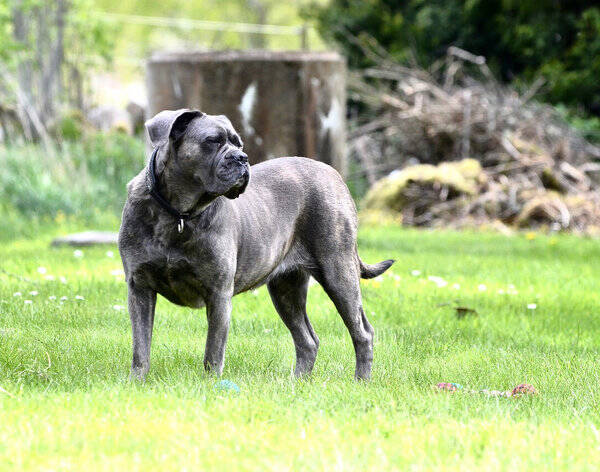 Hund - Havanna, Cane  Corso, ,lite ovanlig ras 