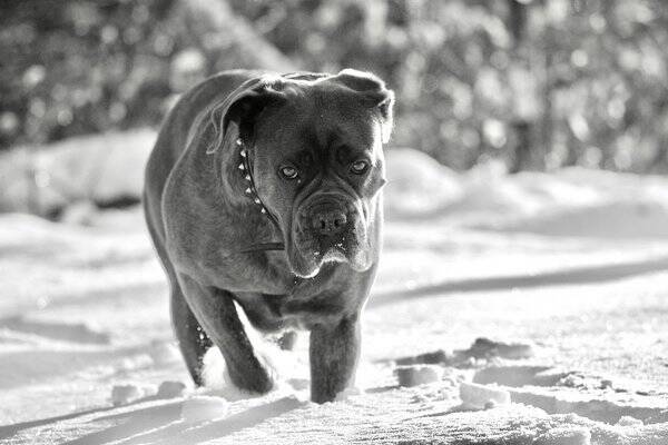 Hund - Havanna, Cane  Corso, ,lite ovanlig ras 