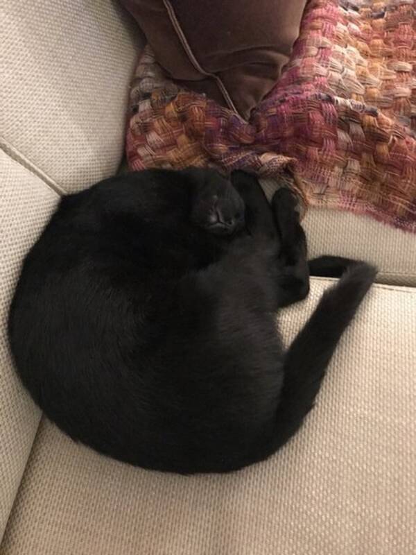 Katt