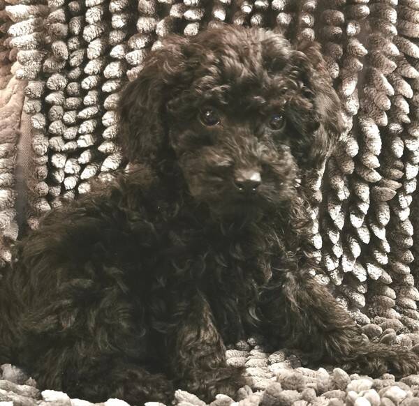 Hund - Pudeln Malcolm