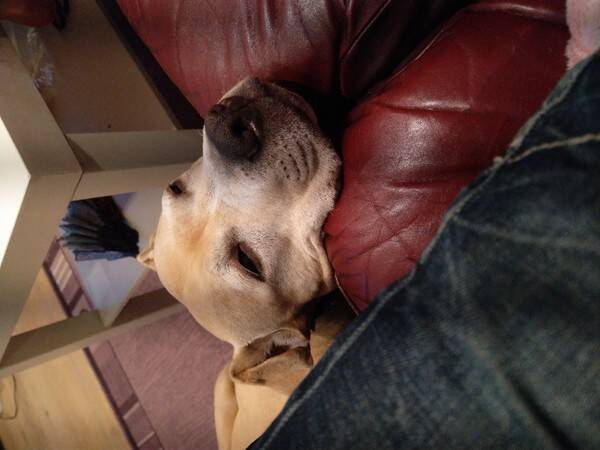 Hund - Nicki