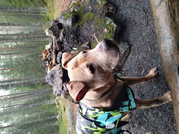Hund - Nicki