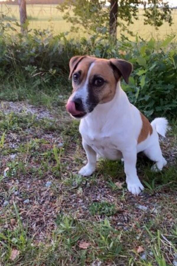 Hund - Jack Russel, Viktor Hund - Jack Russel, Viktor