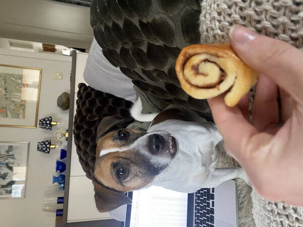 Hund - Jack Russel, Viktor Hund - Jack Russel, Viktor