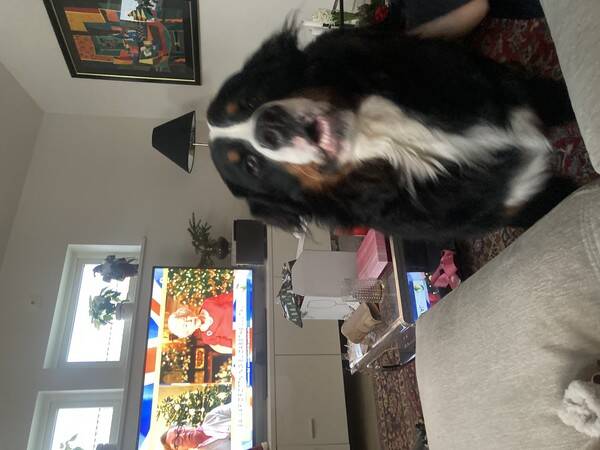 Hund