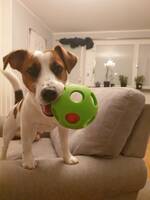 Jack Rusell Jack Rusell