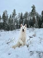 Hvit gjeterhund, Lilo Hvit gjeterhund, Lilo