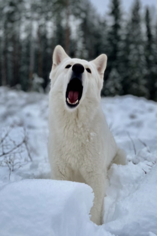 Hund - Hvit gjeterhund, Lilo Hund - Hvit gjeterhund, Lilo