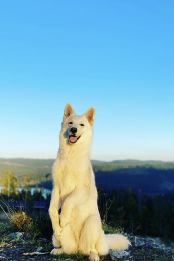 Hund - Hvit gjeterhund, Lilo