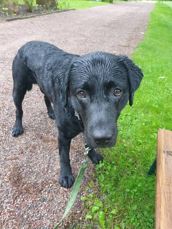 Hund - Labrador 5 r Castro 