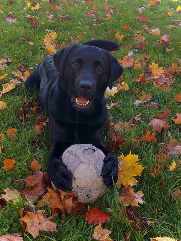 Hund - Labrador 5 r Castro 