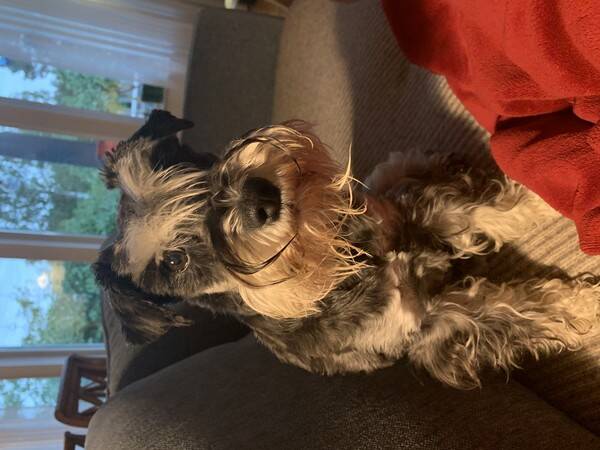 Hund - Frejdiga Freja