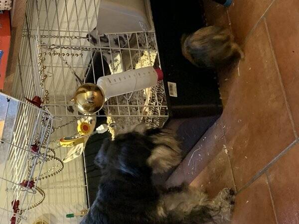 Hund - Frejdiga Freja