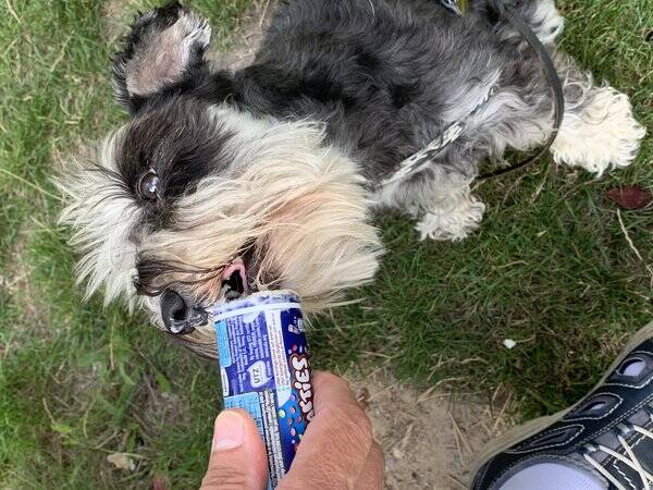 Hund - Frejdiga Freja