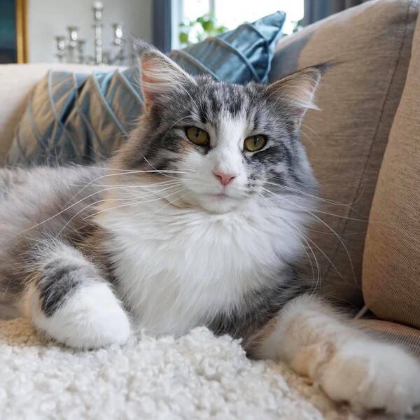 Katt - Katten Dessie Katt - Katten Dessie