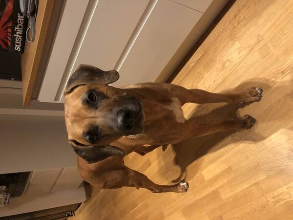 Hund - Hunden Baako Hund - Hunden Baako