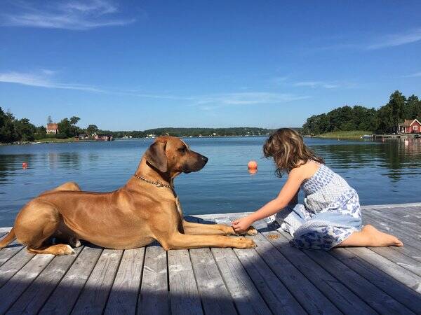 Hund - Hunden Baako Hund - Hunden Baako