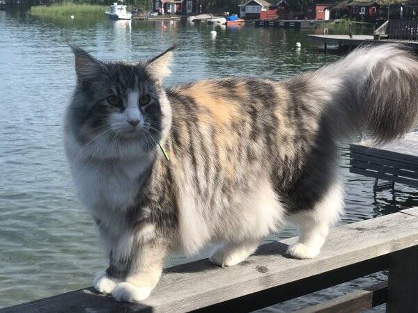 Katt - Katten Dessie Katt - Katten Dessie
