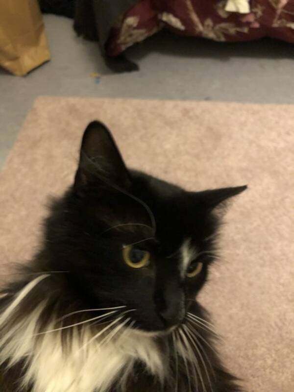 Katt