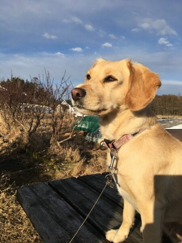 Hund - Blandingshund tispe Mireka