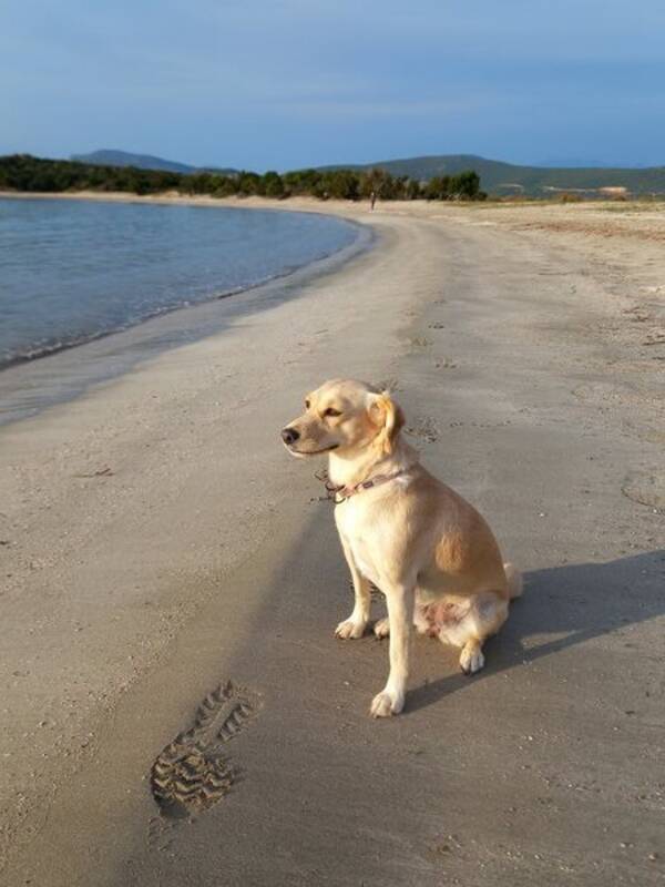 Hund - Blandingshund tispe Mireka