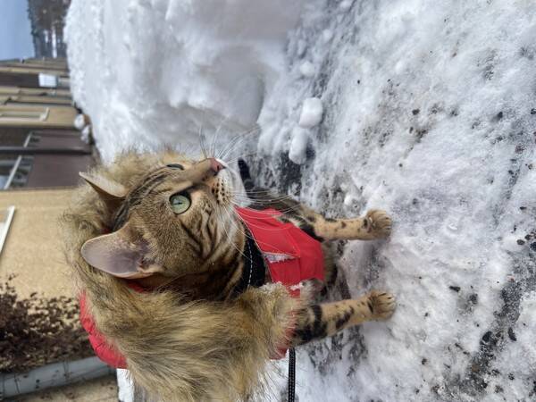 Katt - Bengalen Leona