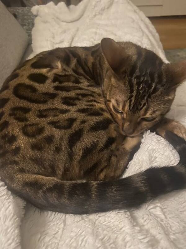 Katt - Bengalen Leona