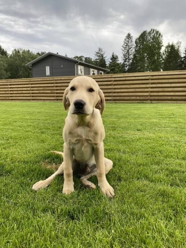 Hund - Jaktlabradoren Simba 
