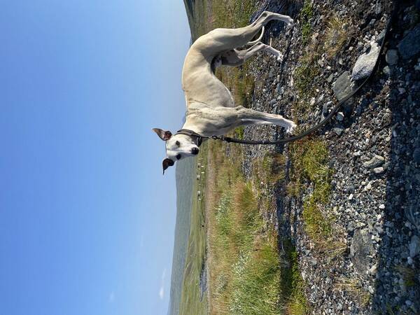 Hund - Whippeten Sky