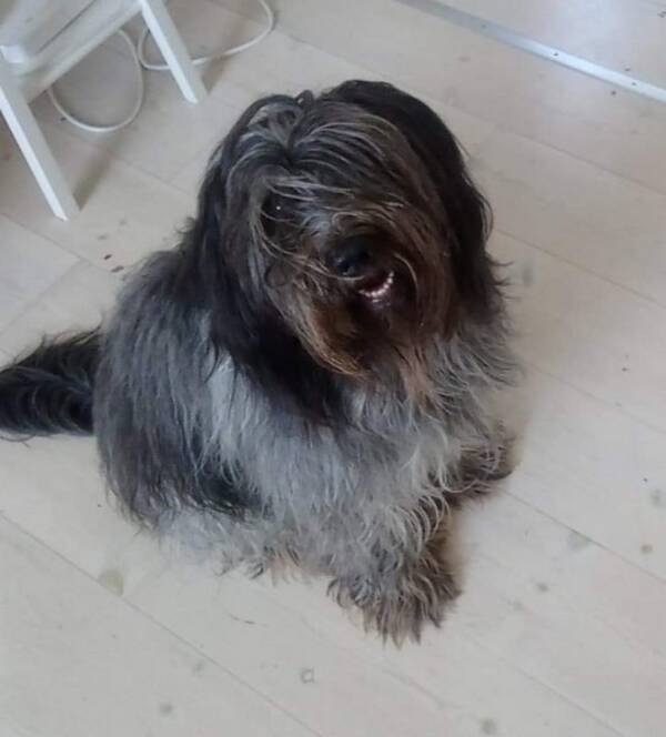 Hund - Schapendoes hane, Marvel
