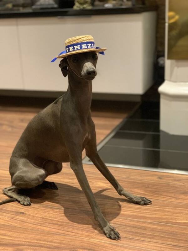 Hund - Italiensk vinthund 